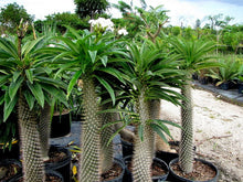 Load image into Gallery viewer, Madagascar Palm - Pachypodium lamerei
