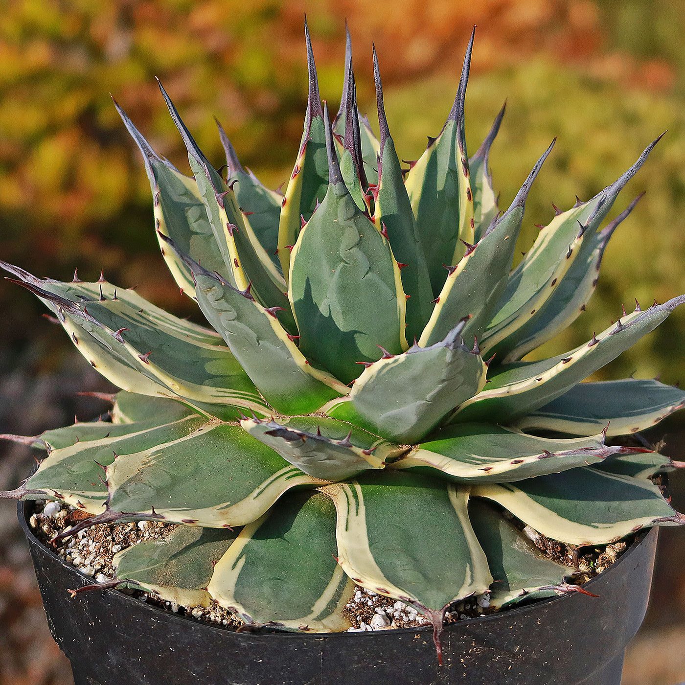 アガベ Agave applanata 'Butter Cream' 122 Agave applanata 'Butter Cream' 122