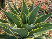 Load image into Gallery viewer, Agave mitis cv. Multicolor
