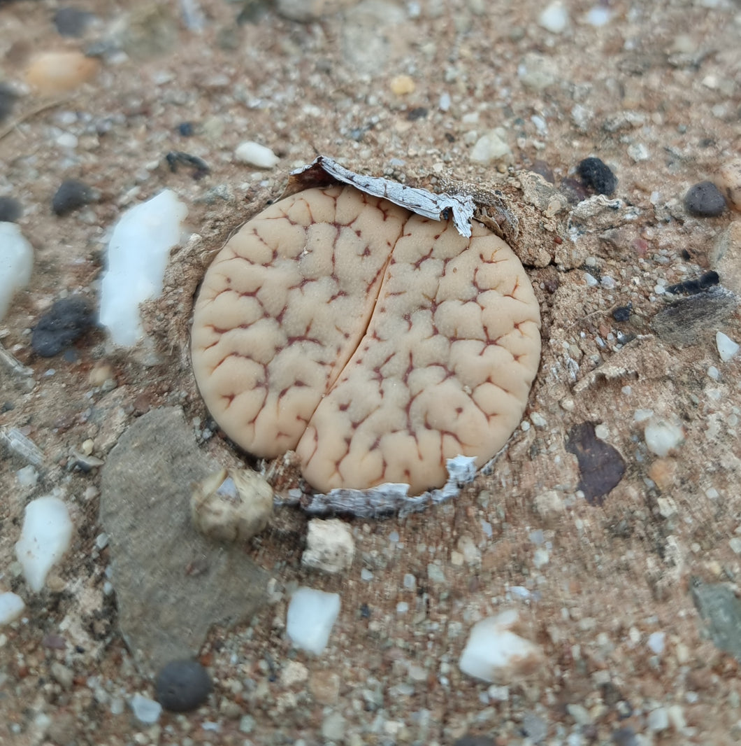 Lithops gracilidelineata ssp. brandbergensis C.394