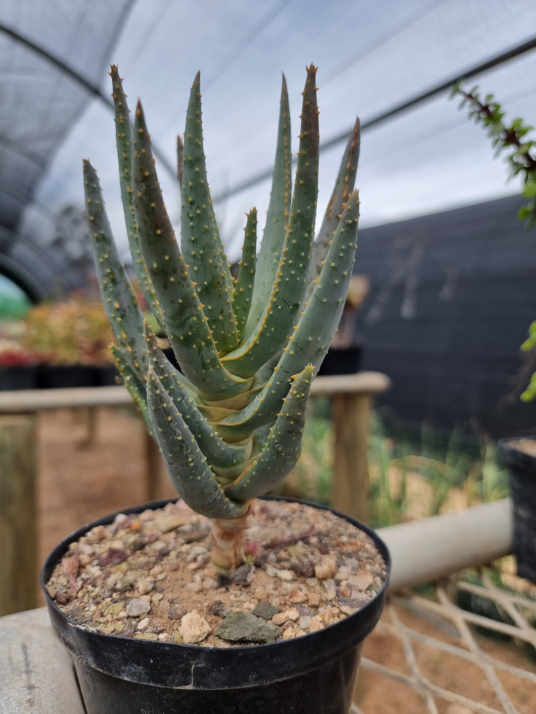 Aloidendron dichotomum - Kokerboom (Quiver Tree)