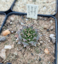 Load image into Gallery viewer, Obregonia denegrii - Artichoke Cactus
