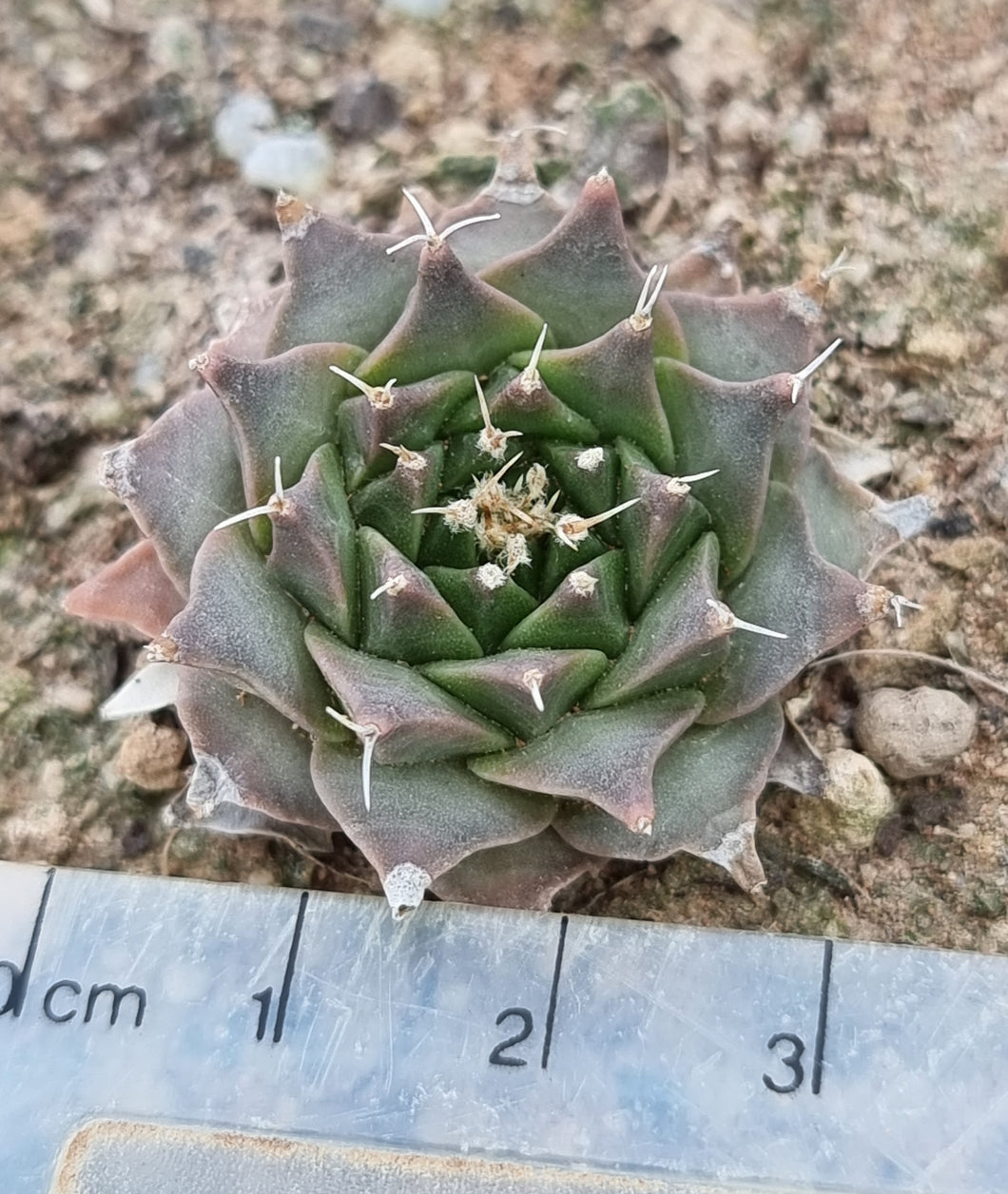 Obregonia denegrii - Artichoke Cactus