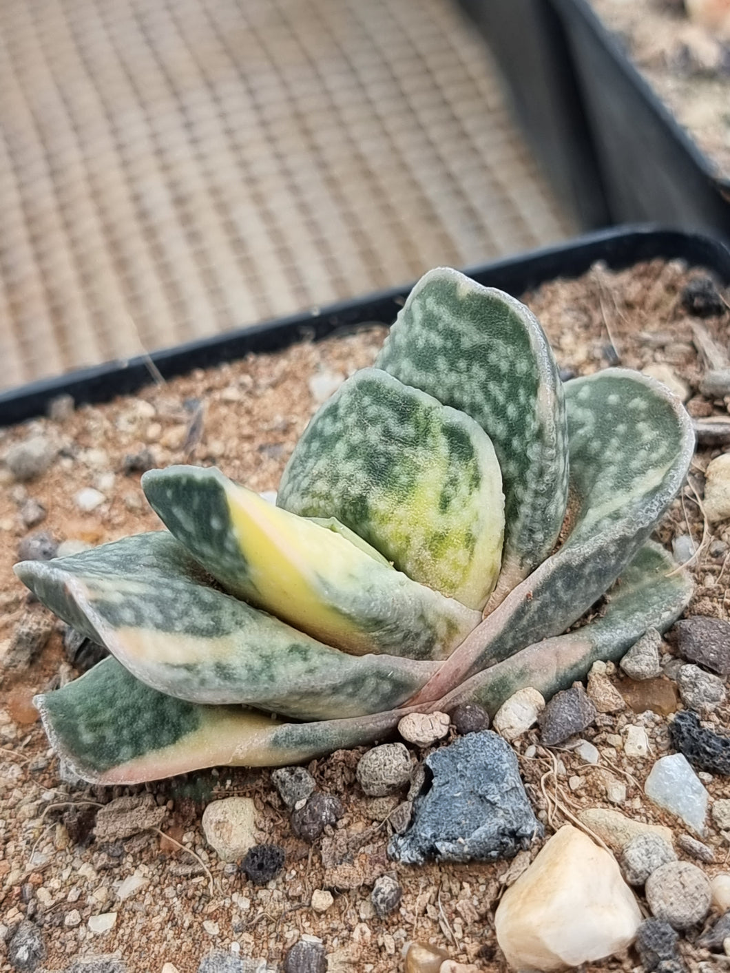 Variegated Gasteria