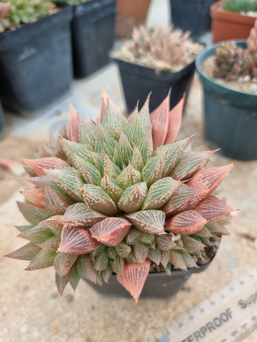 Haworthia cooperi x comptoniana (large plant)