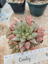 Load image into Gallery viewer, Haworthia cooperi x comptoniana (large plant)
