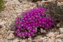 Load image into Gallery viewer, Gibbaeum pubescens
