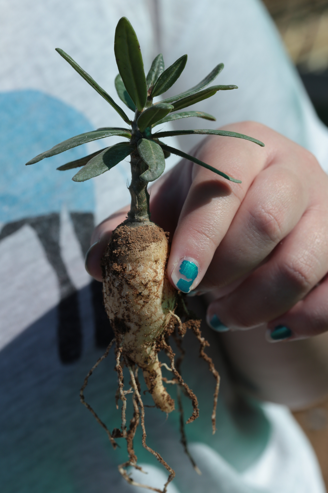 Pachypodium succulentum