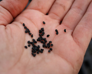 Astrophytum myriostigma  -  SEEDS