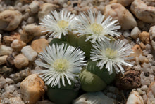 Load image into Gallery viewer, Gibbaeum heathii
