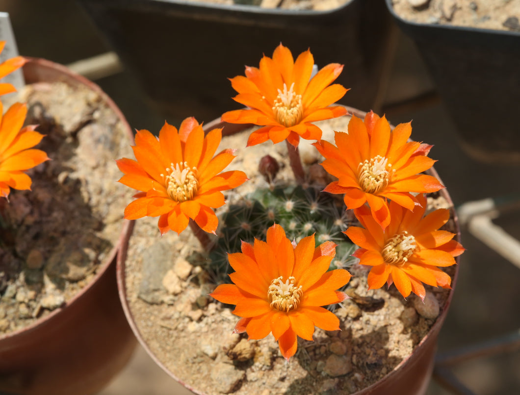 Rebutia flavistyla