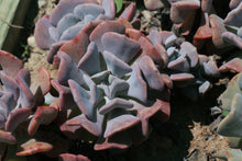 Load image into Gallery viewer, Echeveria Cubic Frost
