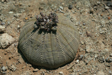 Load image into Gallery viewer, Euphorbia obesa
