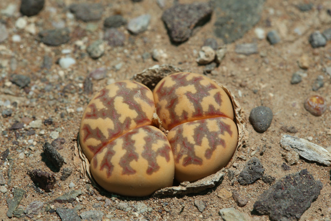 Lithops dorotheae C.300