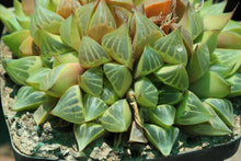 Load image into Gallery viewer, Haworthia retusa
