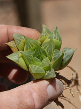 Load image into Gallery viewer, Haworthia retusa
