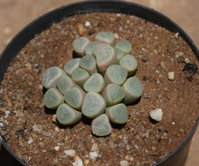 Load image into Gallery viewer, Fenestraria rhophalophylla
