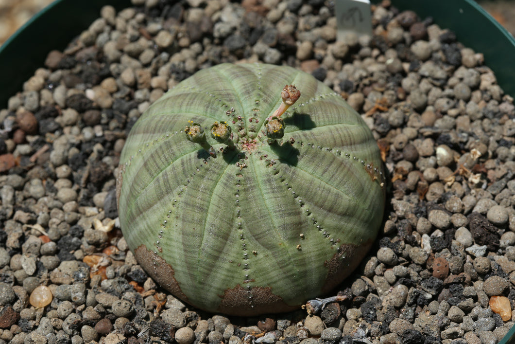 Euphorbia symmetrica (specimen plant)