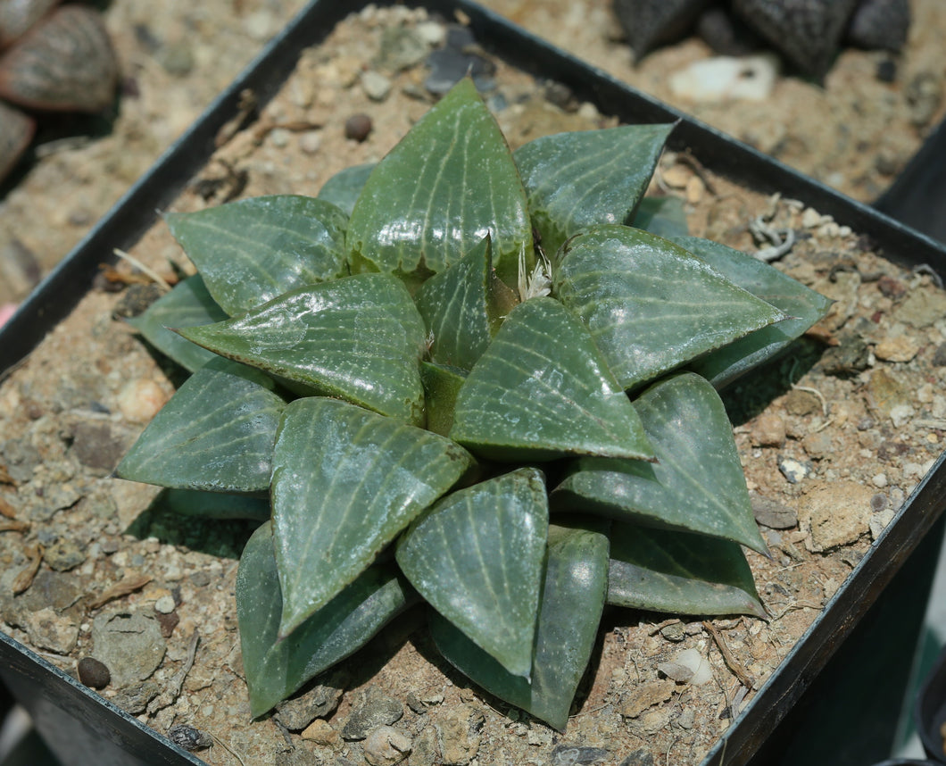 Haworthia comptoniana