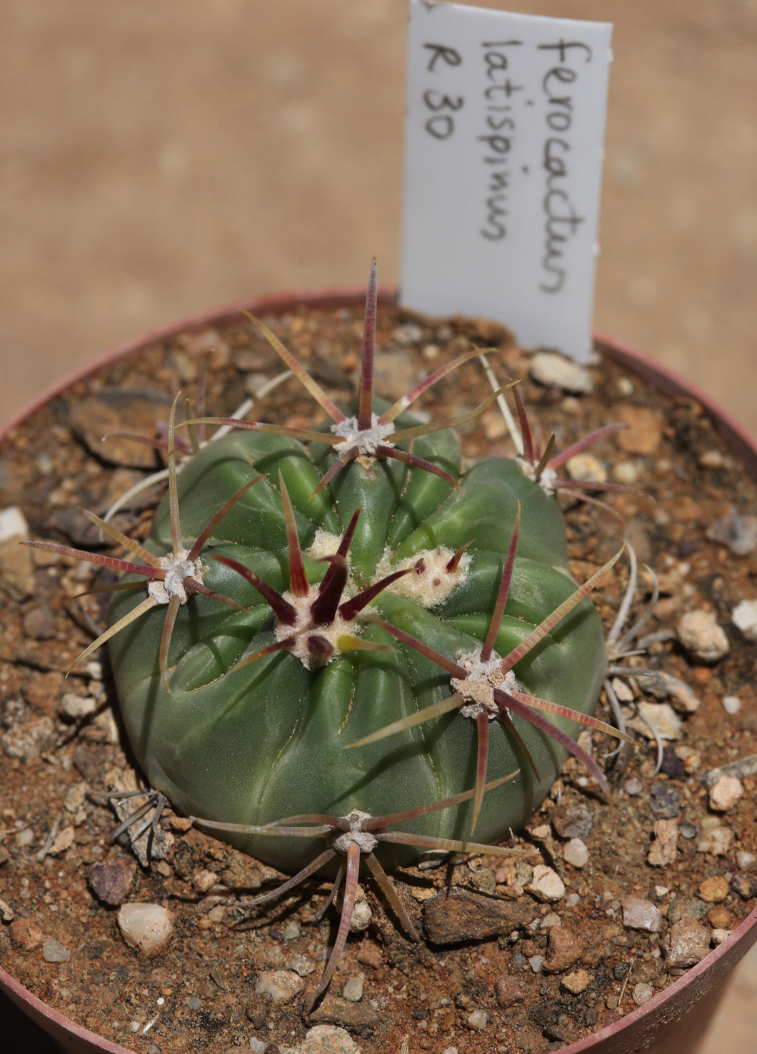 Ferocactus latispinus