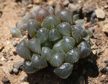 Load image into Gallery viewer, Haworthia cooperi var. truncata
