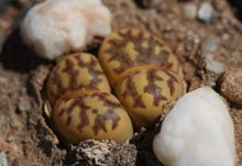 Load image into Gallery viewer, Lithops dorotheae C.300
