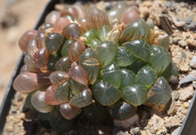 Load image into Gallery viewer, Haworthia cooperi var. truncata
