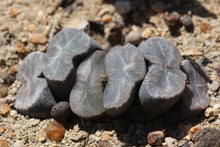 Load image into Gallery viewer, Haworthia truncata ssp. crassa  (s/Calitzdorp)
