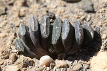 Load image into Gallery viewer, Haworthia truncata
