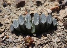 Load image into Gallery viewer, Haworthia truncata
