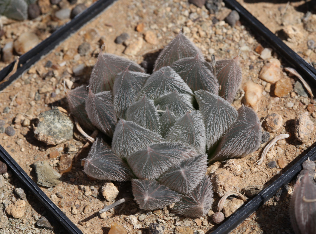 Haworthia venusta  (Charlgrove)  specimen plant