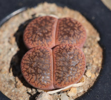 Load image into Gallery viewer, Lithops aucampiae cv. Storm&#39;s Snowcap C.392
