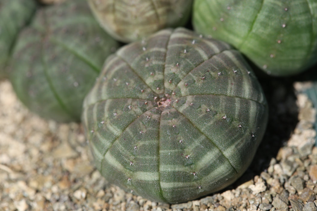 Euphorbia obesa