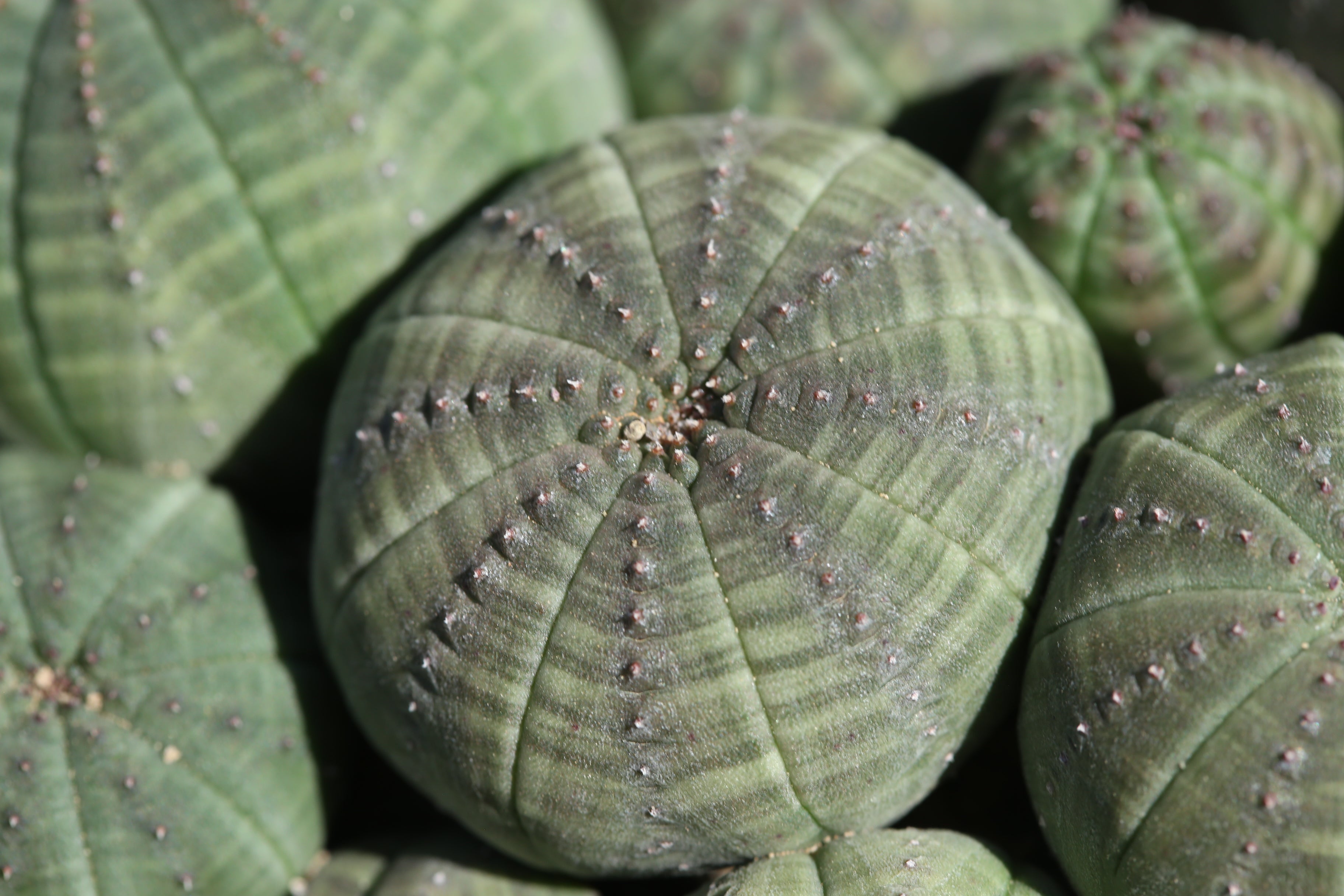Conophytum friedrichiae – Aslander's Succulent Shop