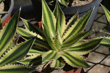 Load image into Gallery viewer, Agave lophantha  cv. Quadricolor
