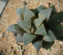 Load image into Gallery viewer, Haworthia magnifica  ES2171 (Riversdale)
