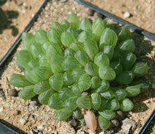 Load image into Gallery viewer, Haworthia cymbiformis var. transiens
