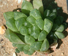 Load image into Gallery viewer, Haworthia cymbiformis var. transiens
