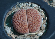 Load image into Gallery viewer, Lithops hookeri var. marginata C.154
