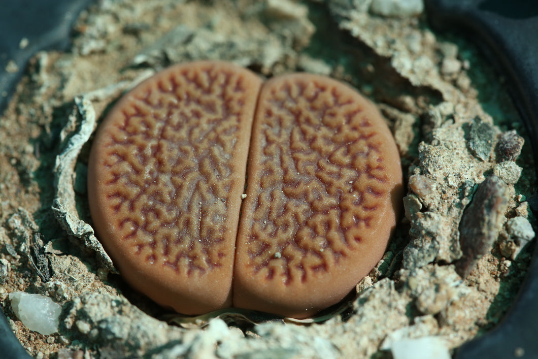 Lithops hookeri var. marginata C.154