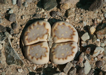 Load image into Gallery viewer, Lithops julii ssp. fulleri
