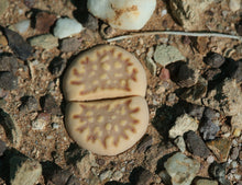 Load image into Gallery viewer, Lithops julii ssp. fulleri
