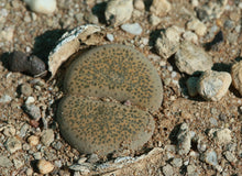 Load image into Gallery viewer, Lithops terricolor
