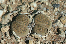 Load image into Gallery viewer, Lithops terricolor
