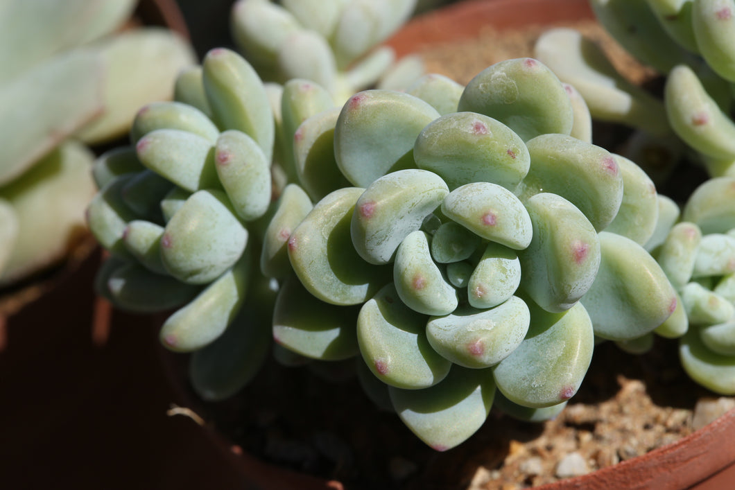 Sedum clavatum