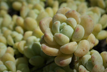 Load image into Gallery viewer, Sedum clavatum
