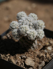 Load image into Gallery viewer, Mammillaria gracilis &#39;Arizona Snowcap&#39;
