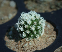 Load image into Gallery viewer, Mammillaria gracilis &#39;Arizona Snowcap&#39;
