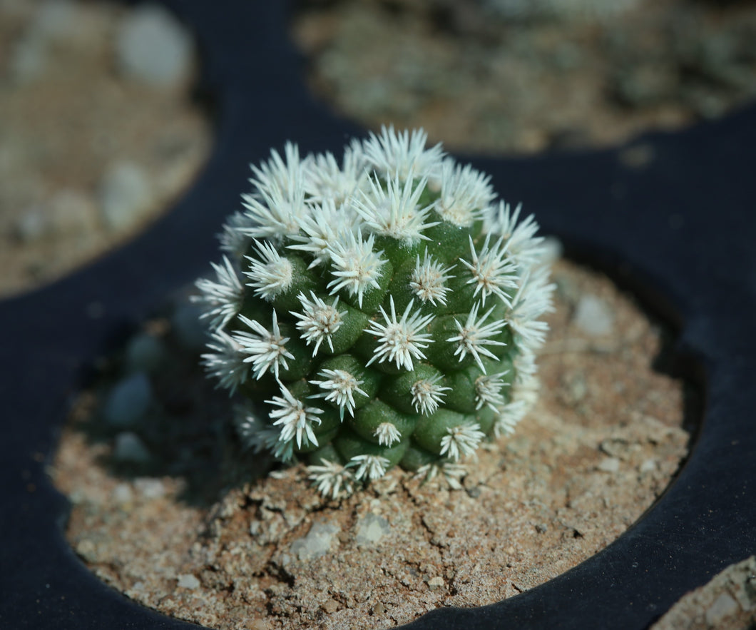 Mammillaria gracilis 'Arizona Snowcap'