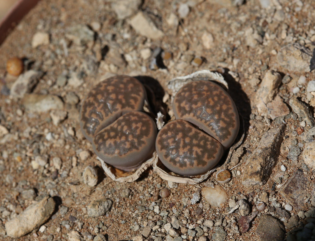 Lithops salicola (maculate form)  C.086